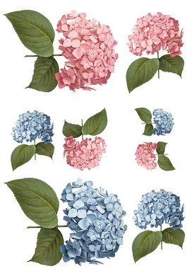 TRANSFER COLOR 20X27