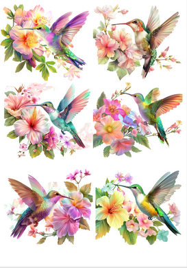 TRANSFER COLOR 20X27
