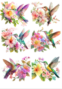 TRANSFER COLOR 20X27