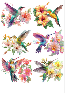 TRANSFER COLOR 20X27