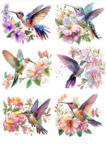 TRANSFER COLOR 20X27